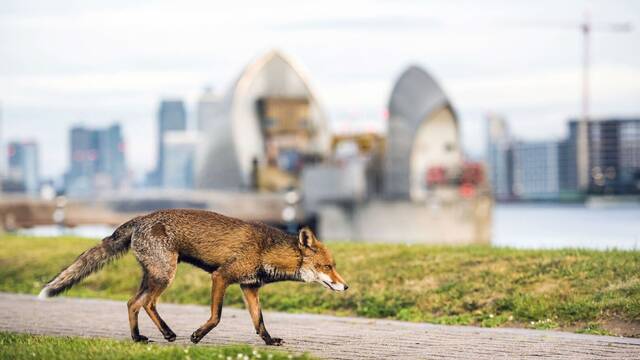 La actividad humana transforma la vida en la Tierra: unas pocas especies dominan ciudades, r�os y bosques mientras otras mueren