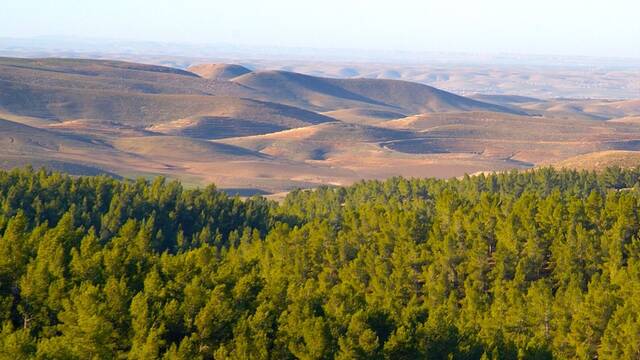 Israel transforma el desierto en bosque: plantan millones de �rboles para captar CO2 pero causan una grave crisis h�drica