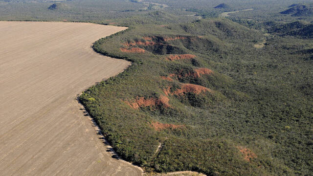 Brasil descubre una gigantesca zona verde que captura seis veces m�s carbono que el Amazonas: hasta 1.200 toneladas por hect�rea