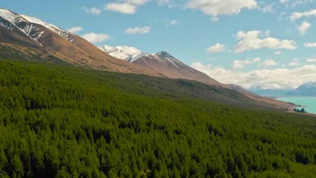 Nueva Zelanda plant� millones de �rboles para salvar sus monta�as: ahora gasta m�s de 200 millones de d�lares para frenarlos