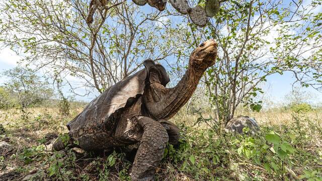 Italia desentierra tortugas gigantes de una isla desaparecida del Mediterr�neo de hace 6 millones de a�os