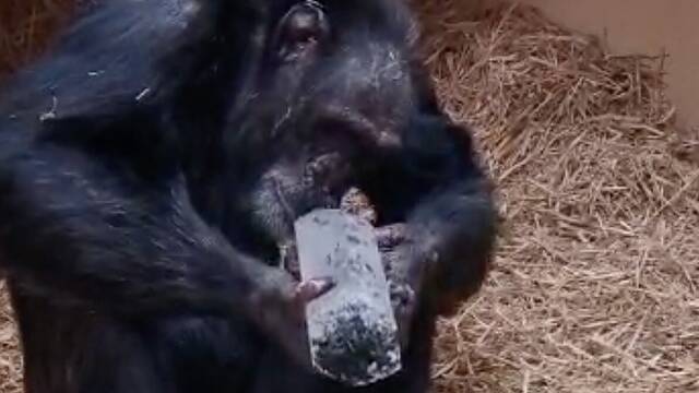Los chimpanc�s resuelven un enigma de 780.000 a�os: por qu� los humanos primitivos guardaban cristales sin utilidad