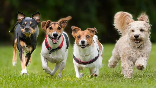 China no da cr�dito: 7 perros secuestrados escapan juntos y recorren 17 km para volver a casa como en una pel�cula de Disney