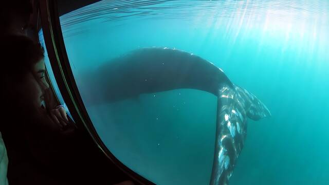 Noruega encuentra una extra�a estructura submarina que podr�a revelar c�mo cazaban ballenas en la Edad Media