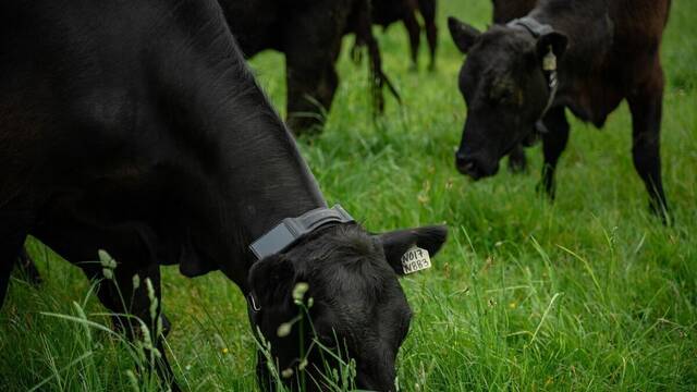 EEUU cambia las normas: collares con IA mueven vacas sin cercas ni perros pastores y ya est� valorada en 2.000 millones de euros