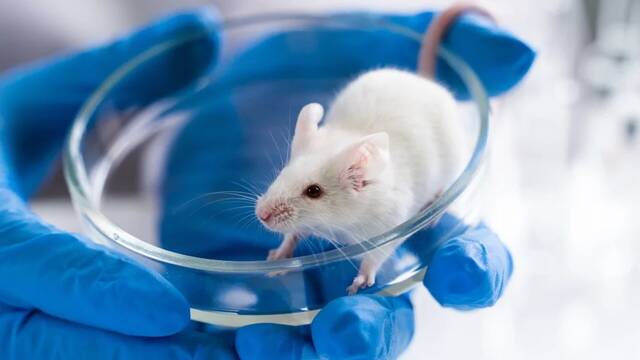 Jap�n fracasa en la clonaci�n: el mayor experimento gen�tico colapsa tras 20 a�os y se topa con 'un l�mite biol�gico' en el ADN