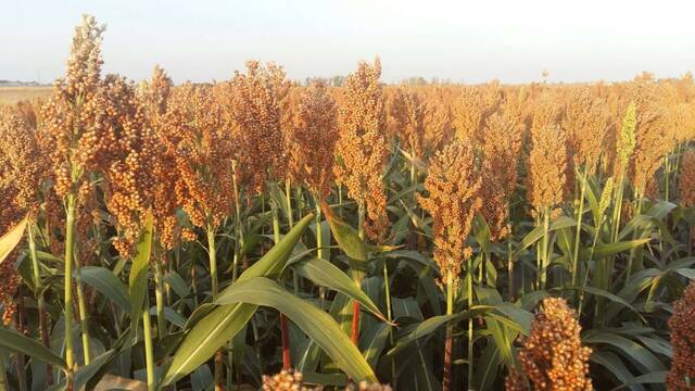 Adi�s al ma�z: el sorgo irrumpe con fuerza en la ganader�a con un 80% menos de coste y un ahorro masivo de agua