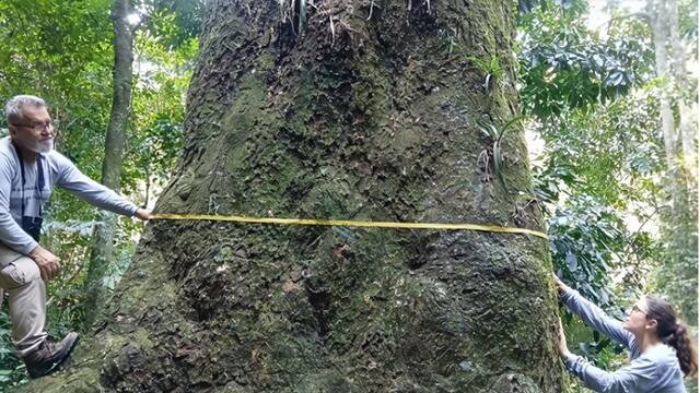 Cient�ficos hallan en Brasil un �rbol gigante de 500 a�os y 40 metros de alto clave para salvar de la extinci�n su especie