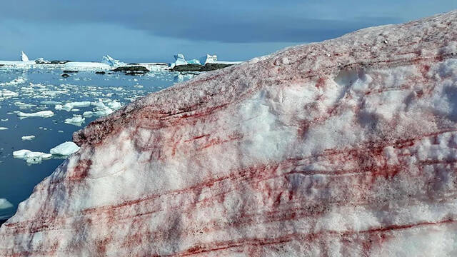 Cientficos alertan del peligro la 'sangre de glaciar', un fenmeno que se va extendiendo y es un peligro para el medio ambiente