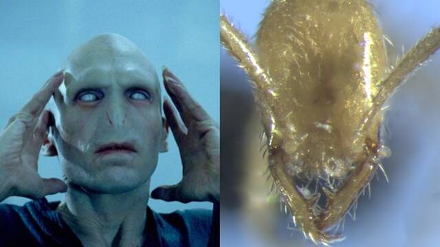 Expertos hallan una nueva especie de hormiga y la bautizan como Voldemort por su fantasmal aspecto