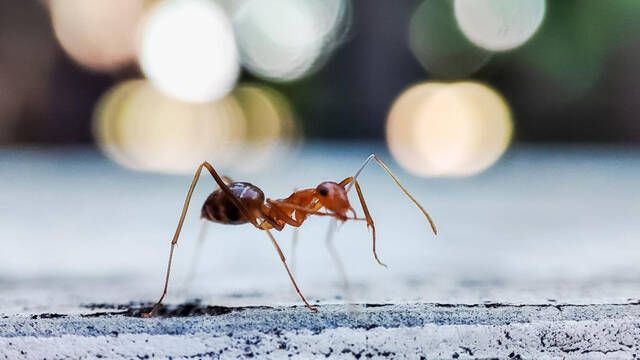 Las hormigas 'locas' invaden Barcelona: Dnde cra y cmo afecta al ser humano esta especie invasora?