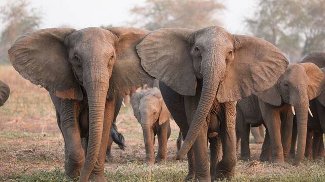 Botsuana amenaza a Alemania con enviar 20.000 elefantes para salvar su economa y el pas europeo responde