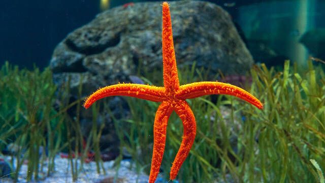 Cient�ficos encuentran en las estrellas de mar una pista evolutiva clave sobre la saciedad y el hambre en los humanos