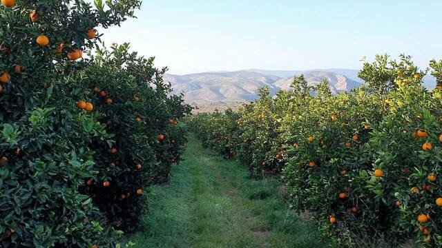 Trump se enfrenta a una nueva crisis: se desploma la producci�n de uno de los pilares agr�colas de EE. UU.