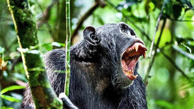 As fue el genocidio entre chimpancs que desvel el lado ms oscuro de nuestros parientes ms cercanos