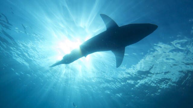 Avistan en el Atlntico a Contender, el 'monstruo marino' que rompe todos los rcords y asombra a la ciencia
