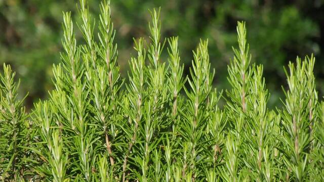 La planta mediterrnea que refuerza tu mente y combate el Alzheimer, segn los cientficos de Harvard