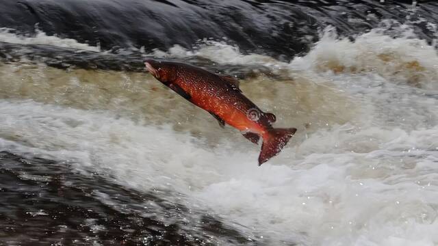 Los salmones han alterado sus migraciones y comportamiento y es culpa de las drogas recreativas que consumen los humanos
