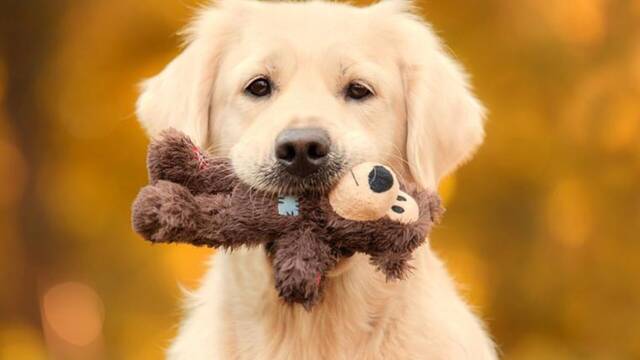 Quiz tu perro no te quiera tanto: los expertos desvelan la clave para descubrir cunto amor nos tienen las mascotas