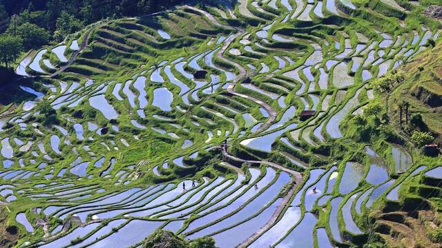 Japn se rinde y pide uno de sus bienes ms preciados a Corea, importando este cereal por primera vez en 25 aos
