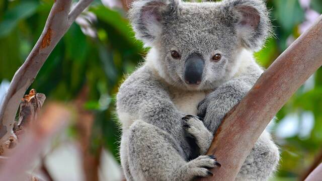 'Una matanza': Australia ordena la eliminacin de 750 koalas con francotiradores desde helicpteros en una polmica operacin
