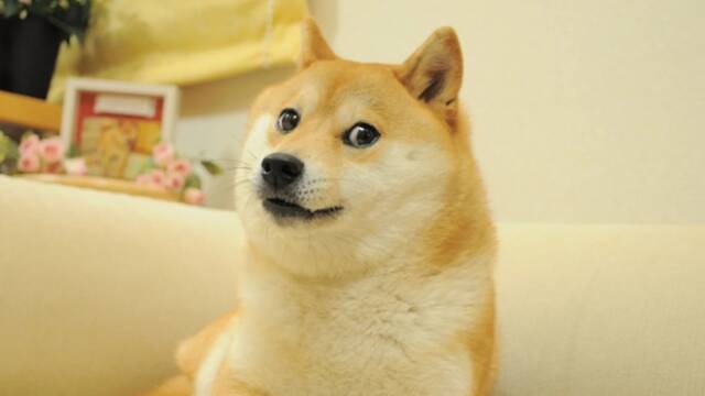 Un mapa revela las razas de perro preferidas en cada lugar del mundo y la nmero uno no es ni el Shiba Inu ni el Chihuahua