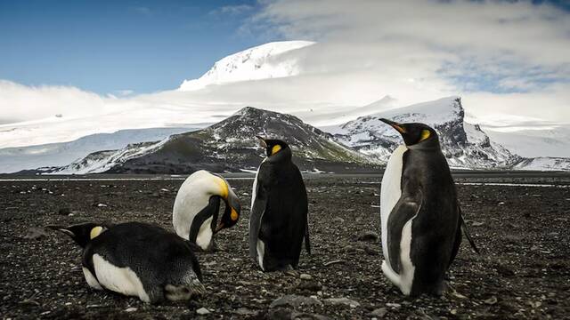 Hasta los pinginos tendrn que pagar: EE.UU pone aranceles hasta en una isla habitada solo por focas y pinginos