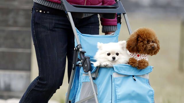 Corea del Sur toca fondo en su crisis de natalidad y ya se venden ms carritos para perros que para nios en el pas