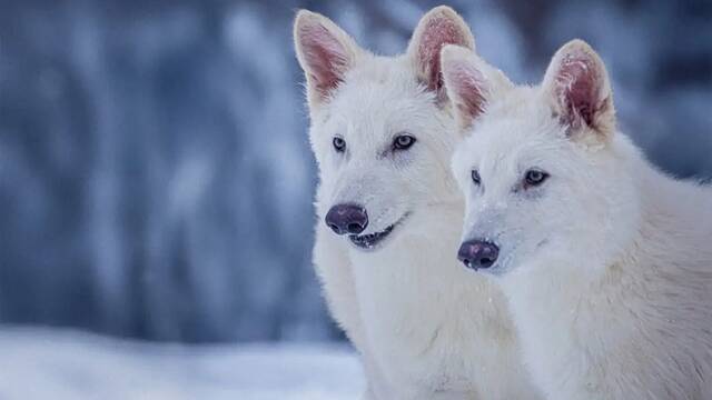 Ni Jurassic Park ni milagro gentico: nos han engaado con la resurreccin del lobo huargo y se habla de 'ilusin meditica'