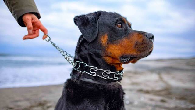 Ya ha entrado en vigor: la Ley de Bienestar Animal proh�be los collares de adiestramiento que puedan da�ar a tu perro