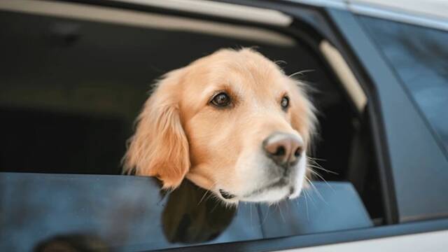 Es oficial: la Uni�n Europea endurece las normas y confirma que perros y gatos necesitar�n pasaporte bajo multas de 50.000 euros