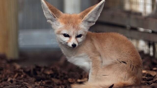 Espa�a da un giro normativo: el Gobierno quiere endurecer la Ley de Derechos de los Animales y regular los animales ex�ticos