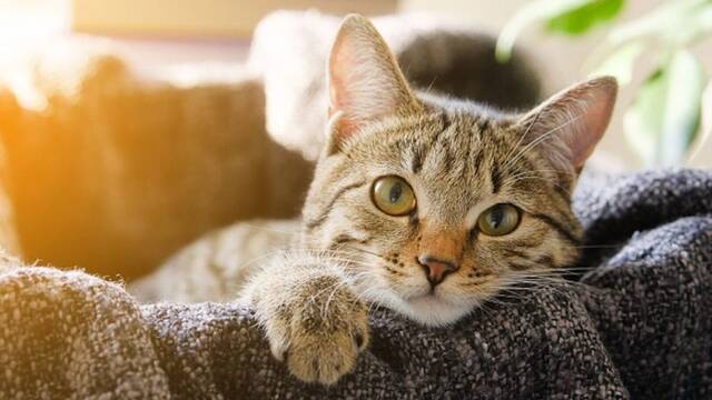Ya es oficial: el pienso y los alimentos de los gatos garantizan su calidad alimentaria en Espa�a y desmienten bulos en redes