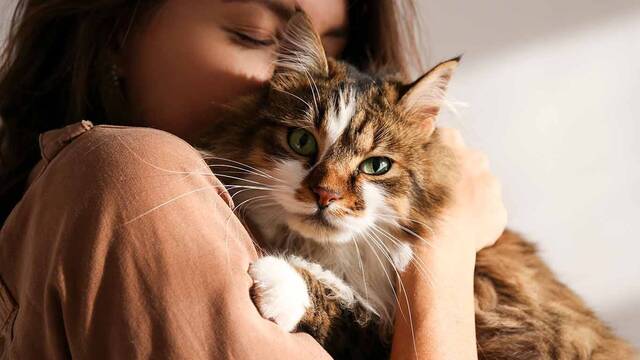 Los veterinarios coinciden: tener un gato en casa reduce hasta un 30% la probabilidad de sufrir un infarto