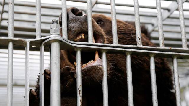 Jap�n en emergencia nacional: el pa�s tiene un grave problema con los osos y la soluci�n es abatir m�s de 10.000 animales