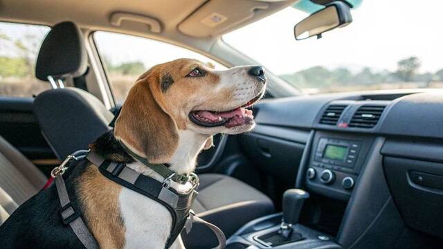 Ya entr� en vigor: la Ley de Bienestar Animal proh�be a los due�os viajar con mascotas sin ventilaci�n y climatizaci�n adecuadas