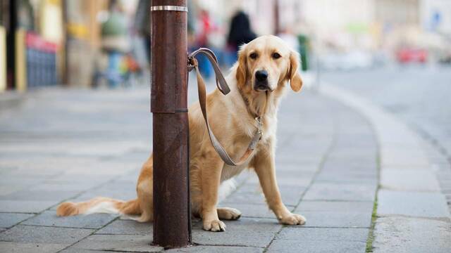 Espa�a cambia las normas: la justicia ya es m�s severa y contundente con el abandono de animales