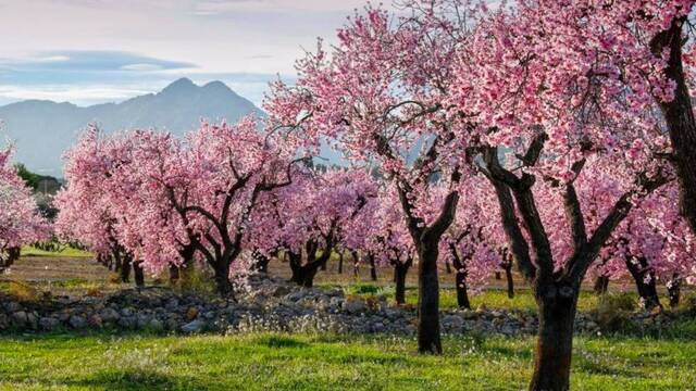 El campo espa�ol est� en problemas: m�s de 126.000 hect�reas de almendros ponen el peligro el mercado en una 'tormenta perfecta'