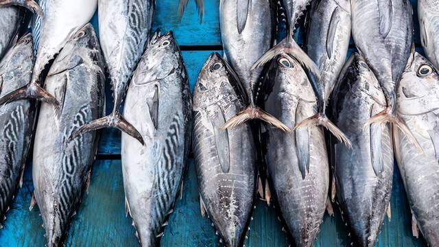 Alarma y preocupaci�n entre los cient�ficos por el peligro en el que viven los grandes peces del oc�ano: 'No hay equilibrio'