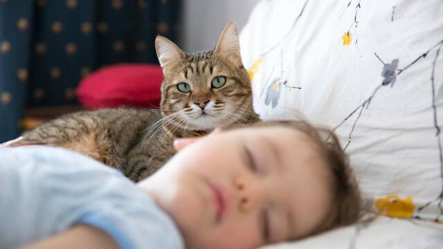 Los veterinarios coinciden: es necesario hacer una pre-presentaci�n para que el gato se acostumbre al beb�