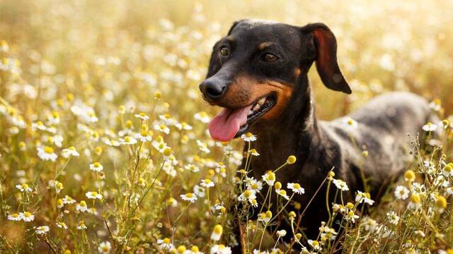 Los veterinarios coinciden: en primavera aumentan los par�sitos y esta es la clave para proteger a tu mascota