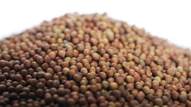 Un estudio escoc�s hallan restos de un alimento muy peligroso y descubren que los humanos ya sab�an cocinarlo hace 6.500 a�os