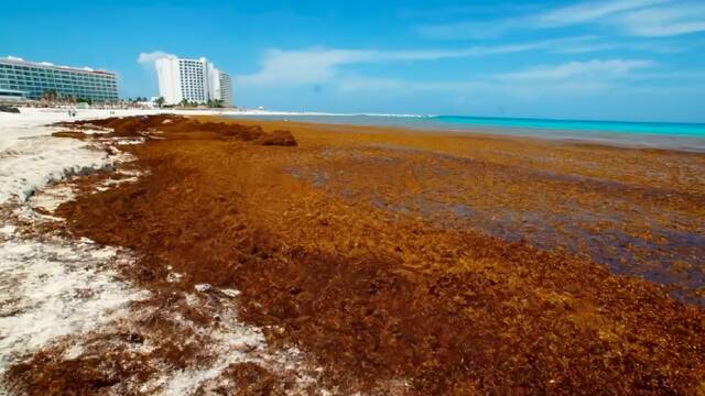 El Caribe encuentra una posible salida al desastre ambiental de Yucat�n: procesarlo como fertilizante en vez de retirarlo