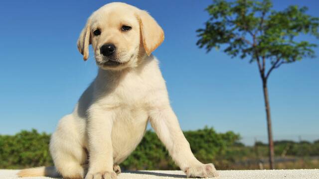 Es oficial: la Uni�n Europea cambia las normas con las mascotas y exige un nuevo documento a partir de abril