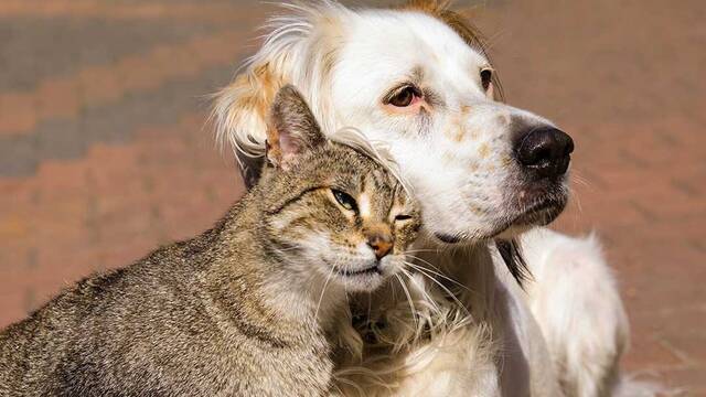 La Ley de Bienestar Animal lo confirma: tu perro o gato debe estar protegido frente a ruidos extremos