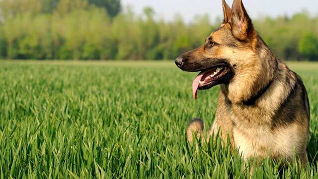Ya ha entrado en vigor: la Ley de Bienestar Animal obliga a los due�os a no soltar a sus perros en zonas p�blicas