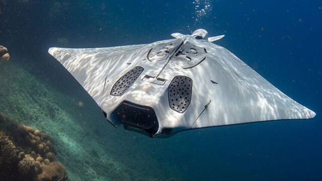 No es ciencia ficci�n: China sacude el equilibrio militar con este 'pez robot' submarino bi�nico y alcance de m�s de 100 km