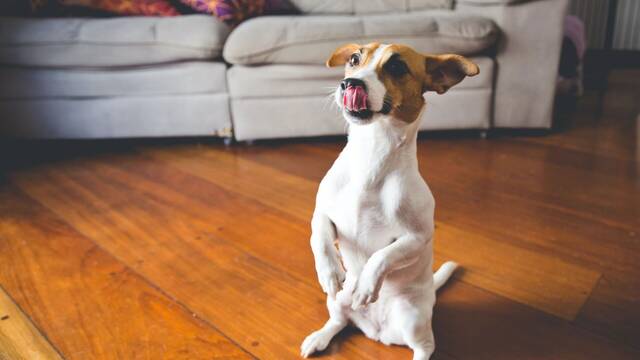 Confirmado por la Justicia: una comunidad de vecinos puede impedir que tengamos un perro en casa