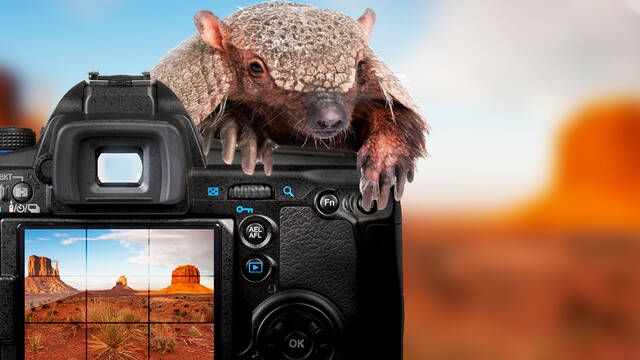 Consiguen fotografiar en Argentina al armadillo ms grande del mundo tras 40 aos de bsqueda