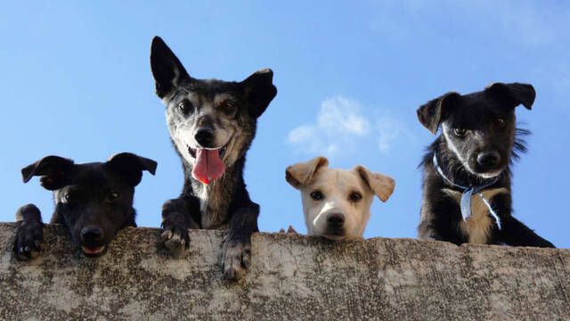 Un veterinario revela cules son las mejores razas de perro para tener como mascota y no son el pastor alemn ni el caniche